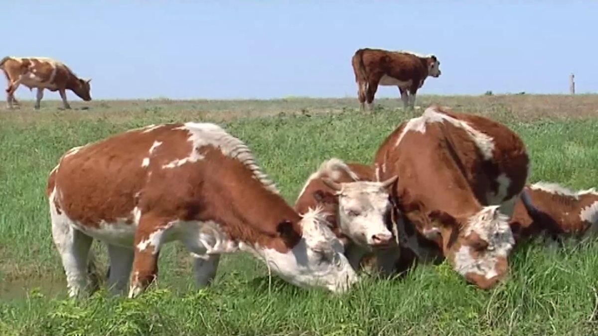 Нашествие клещей в ЗКО: скот на грани массовой гибели