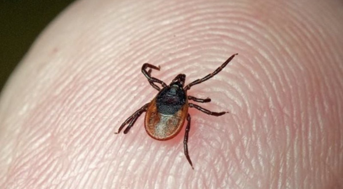 Клещи атакуют жителей ВКО