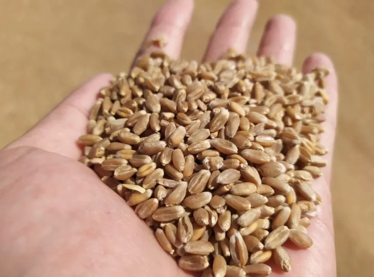 Қазақстанға автокөлікпен бидай әкелуге тыйым салынды