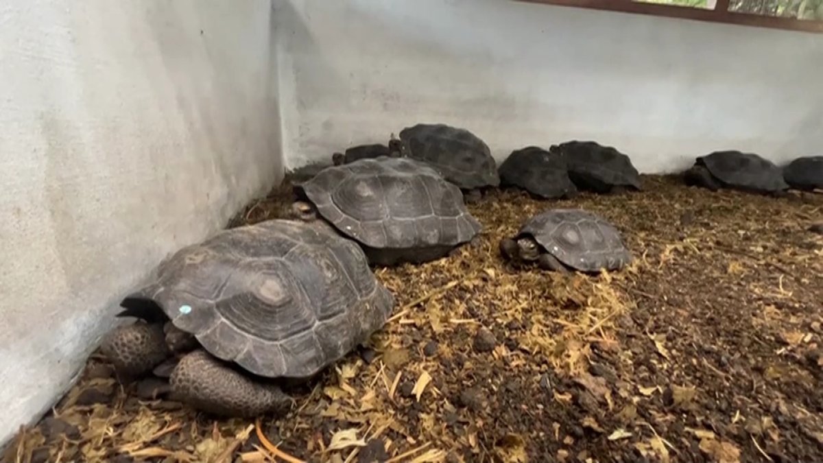 86 гигантских черепах выпустили в дикую природу на Галапагосских островах