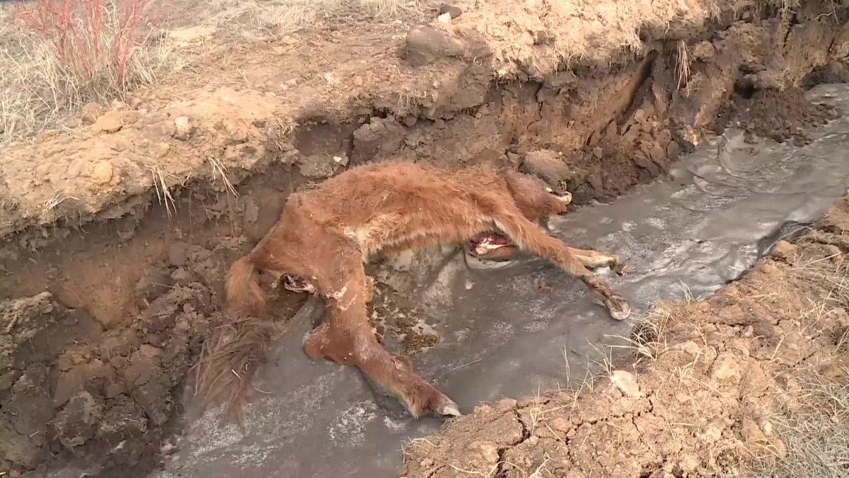 Карагандинские сельчане обвинили бизнесмена в гибели своих лошадей