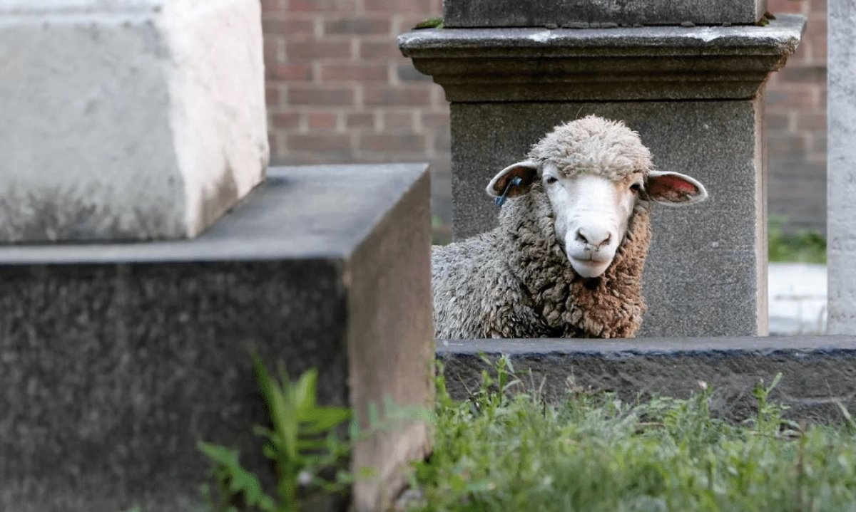 Овцы вместо косилок стригут газоны во Франции