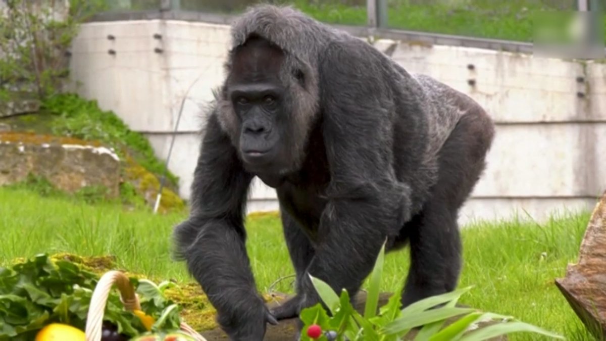 Самая старая горилла отметила 66 день рождения