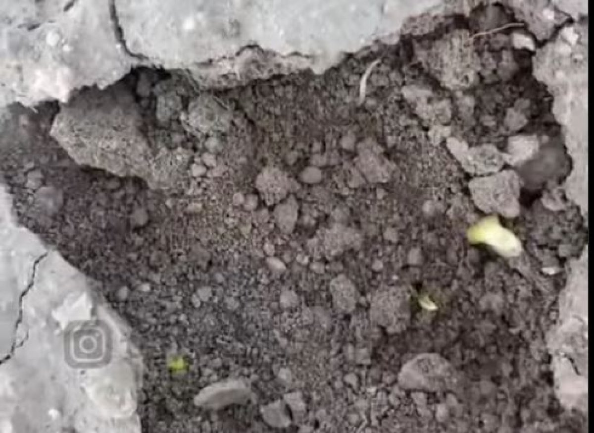 Посевы лука сохнут из-за реконструкции канала в Жамбылской области