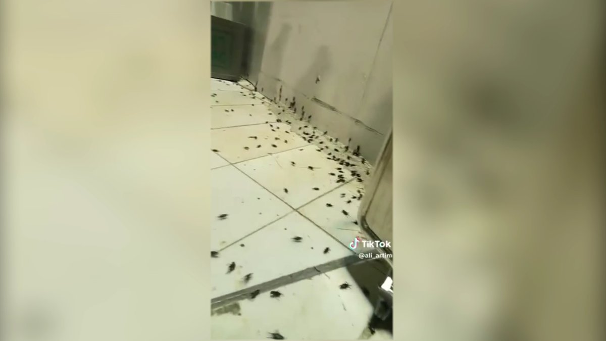 Қасиетті Рамазан айында Меккені жәндіктер басты