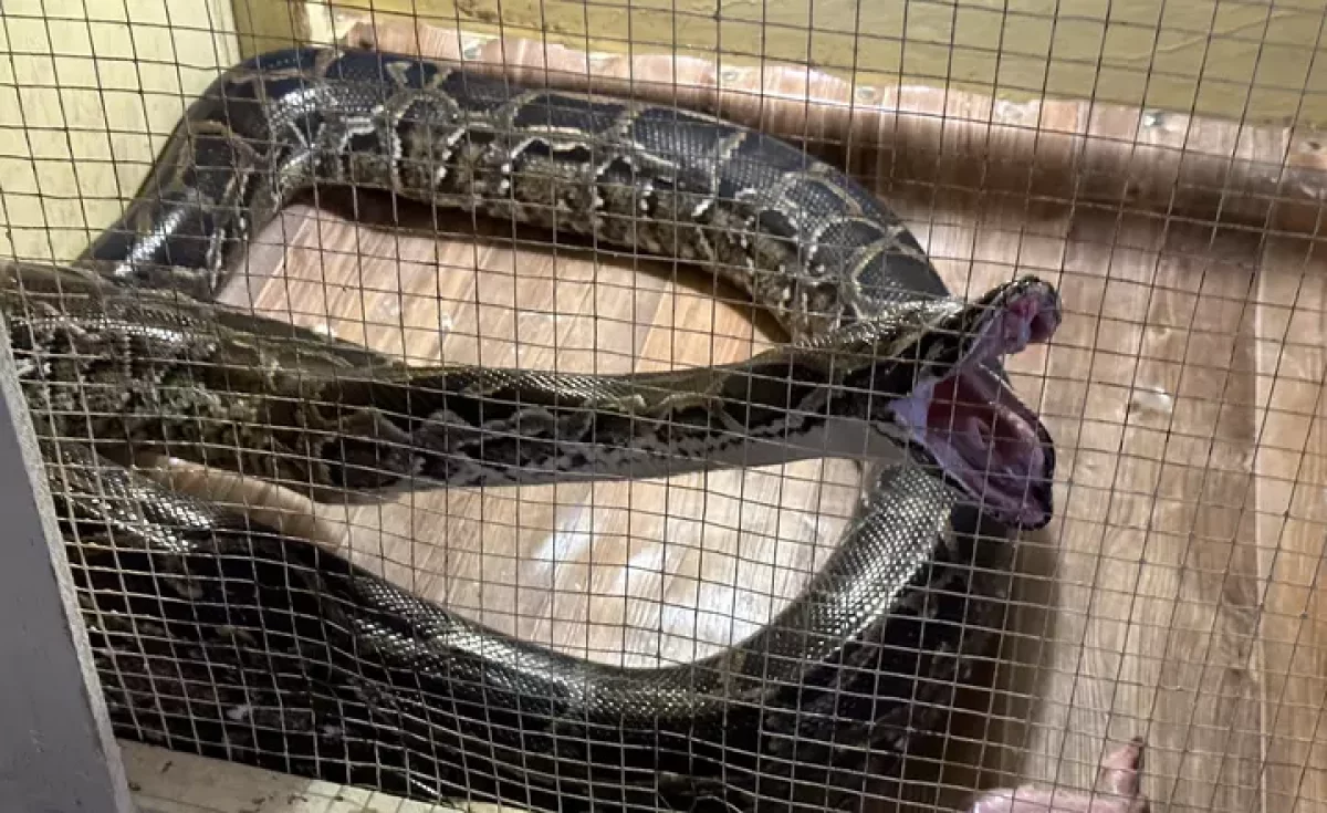 "Ашуланса шағып алады": анаконда асырап отырған Атырау тұрғыны ерекше хоббиі туралы айтты