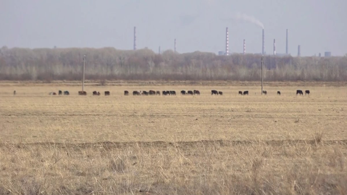 Павлодар облысында әкімдік ауылдың жайылымдық жерін кәсіпкерге заңсыз берген