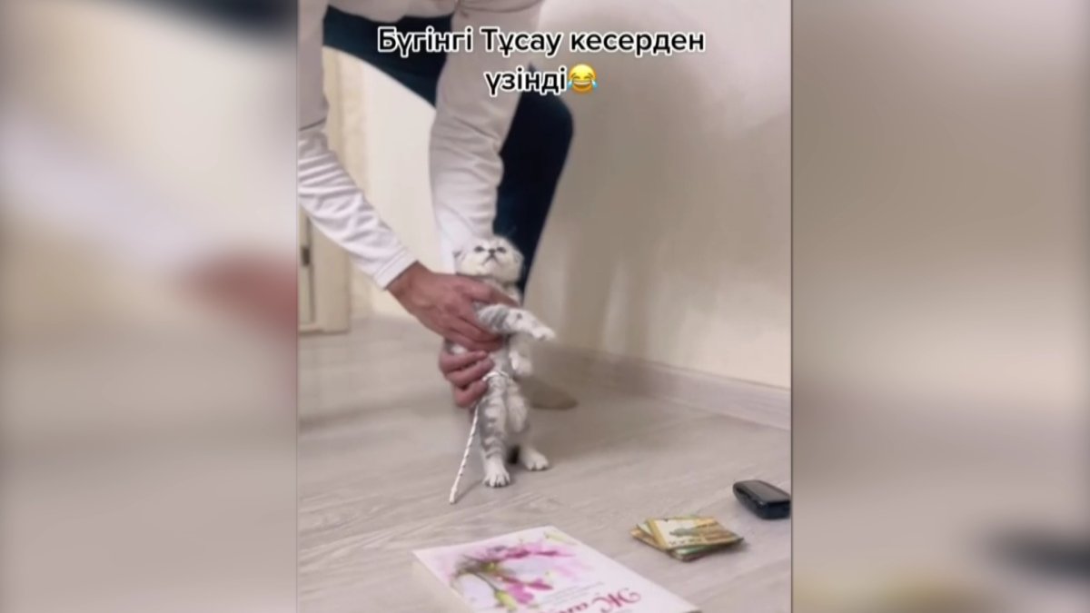 Тұсаукесер питомцу - в казнете распространяется новый тренд