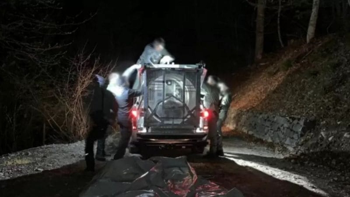 Медведицу-убийцу будут судить в Италии