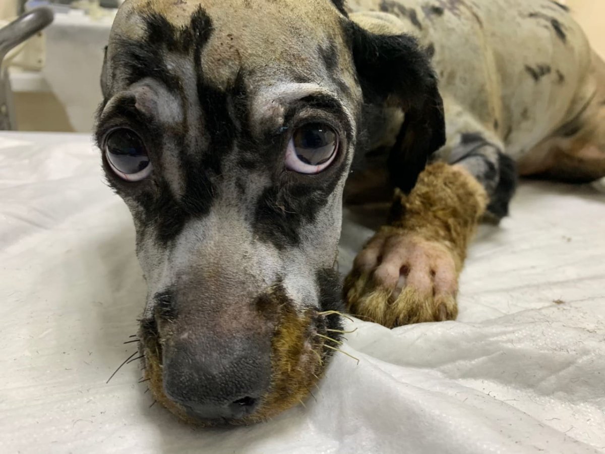 Собака кричала человеческим голосом: живодёров ищут в Рудном