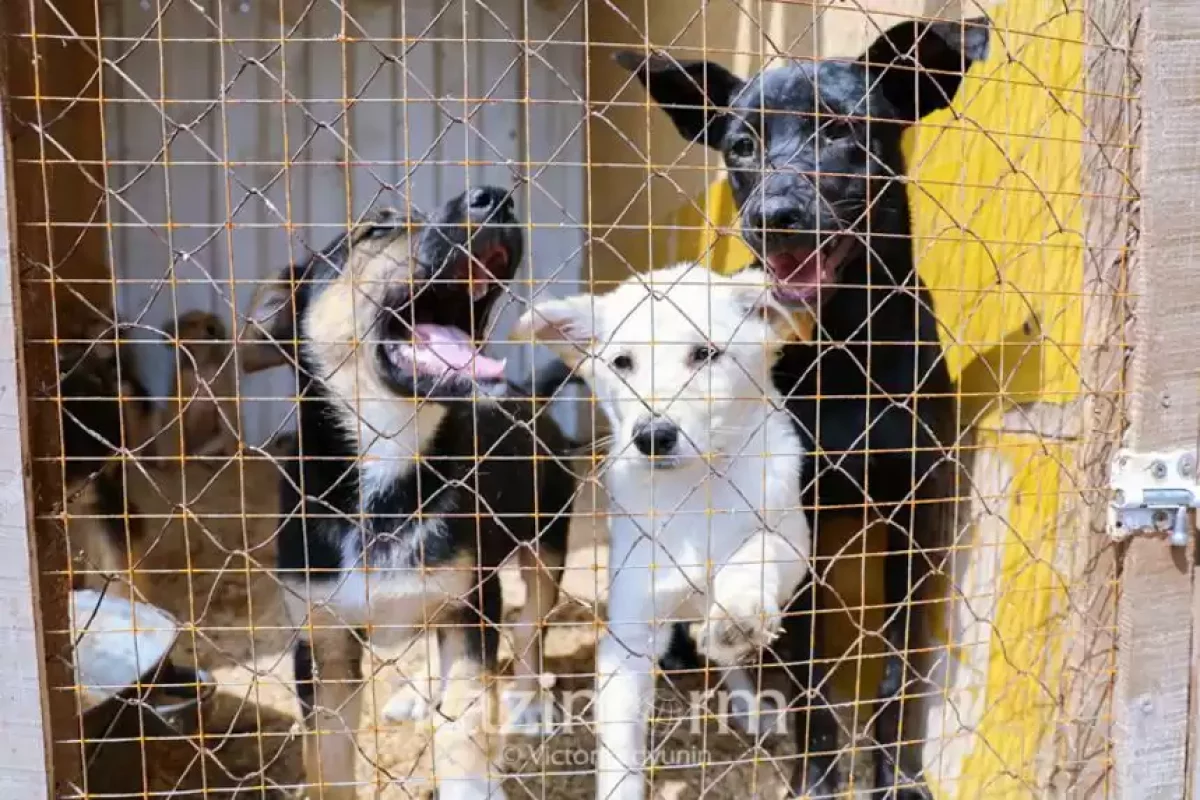 Бұралқы иттердің балаларға шабуылына жол берілмеуі керек