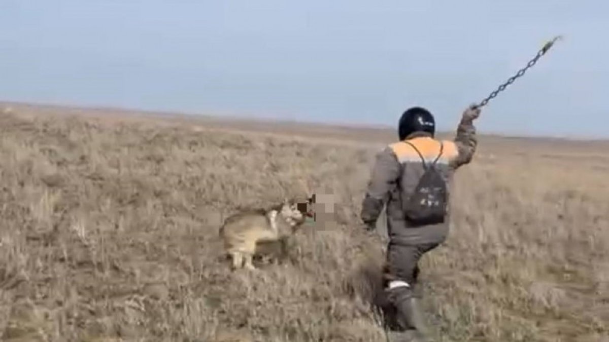 Қасқырды шынжырмен сабап өлтірген: полиция видео "кейіпкерін" тапты