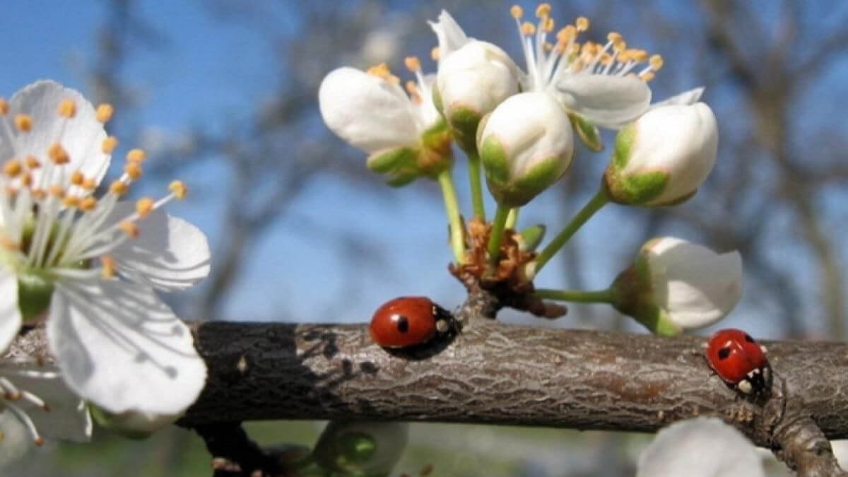 20 cәуір ауа райы болжамы