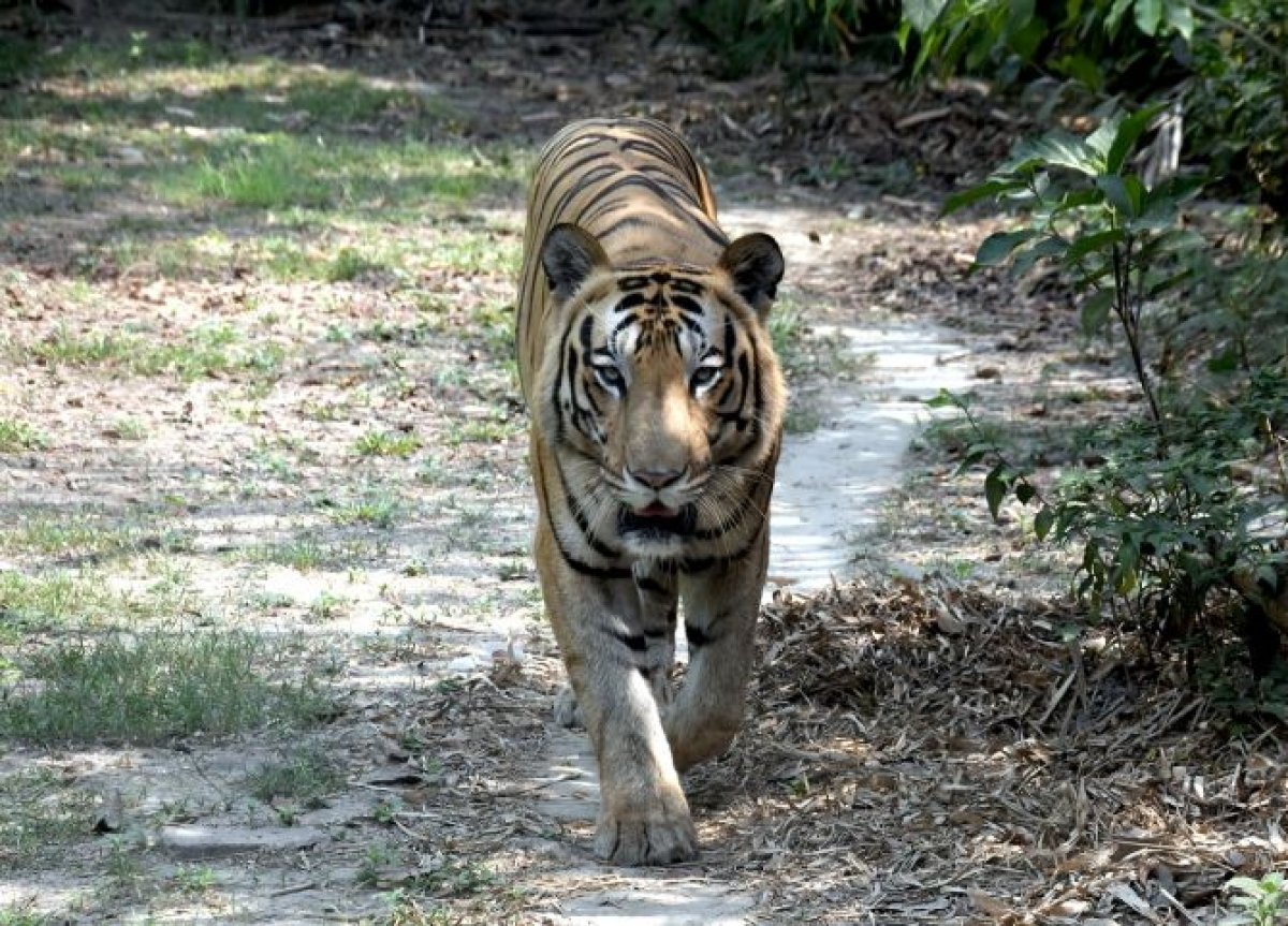 Закрытие школ и комендантский час: тигр-убийца держит в страхе жителей деревень Индии