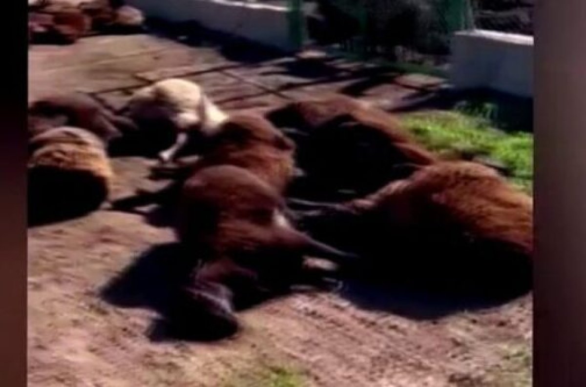 Сразу 320 овец погибли у туркестанца, мужчина винит ветаптеку