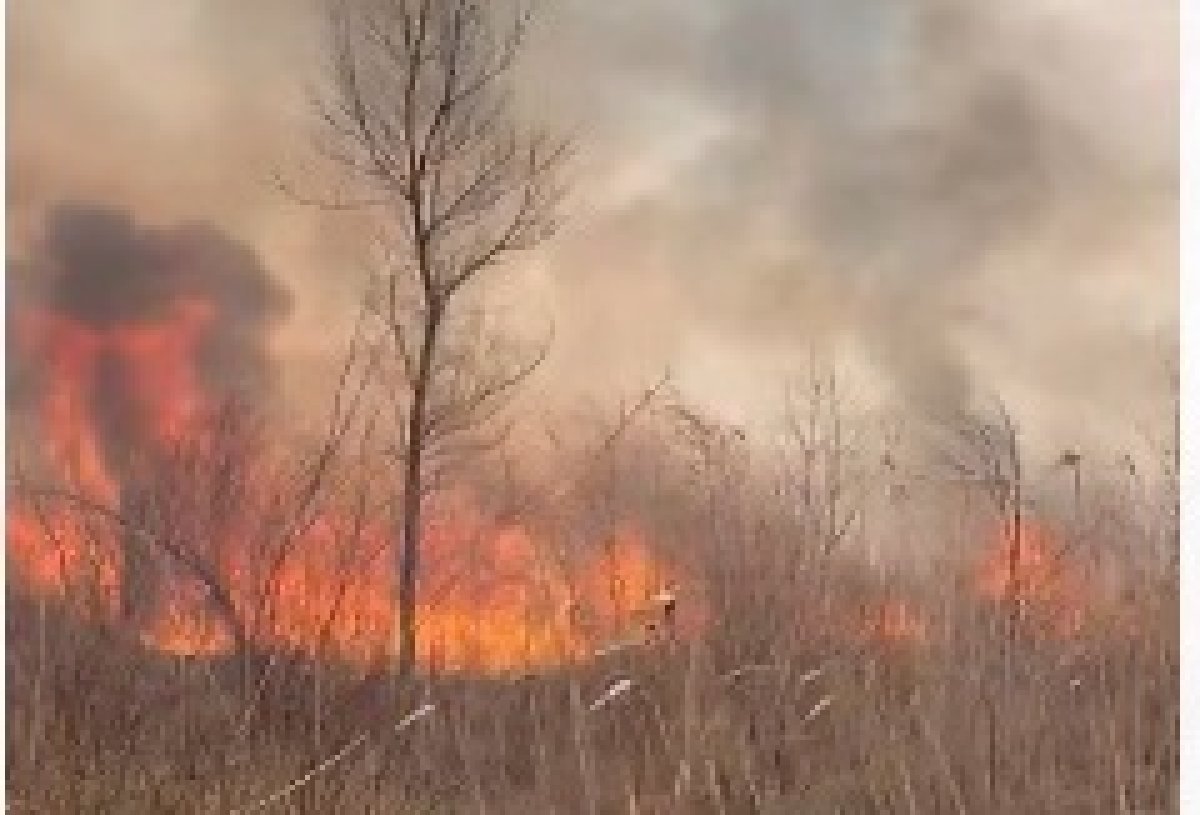 Многострадальная Перевалочная роща горит в Уральске