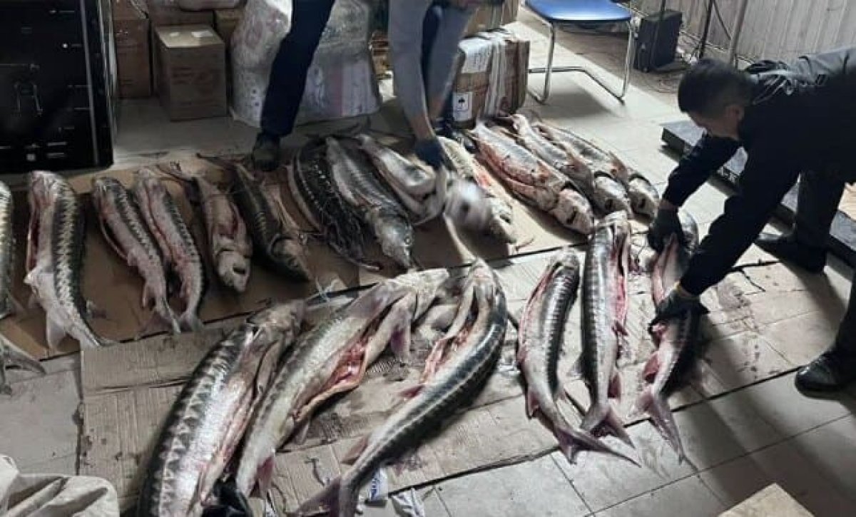 Сотни кило незаконно выловленного осетра обнаружили на Казпочте в Мангистау
