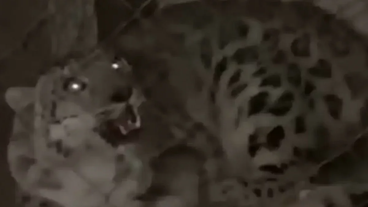 Алматы облысында табылған қар барысы хайуанаттар бағына тапсырылды