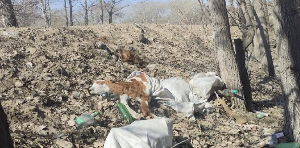 На свалку-скотомогильник жалуются жители Семея