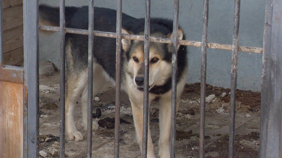 Бұралқы иттерді қалай азайтуға болады?