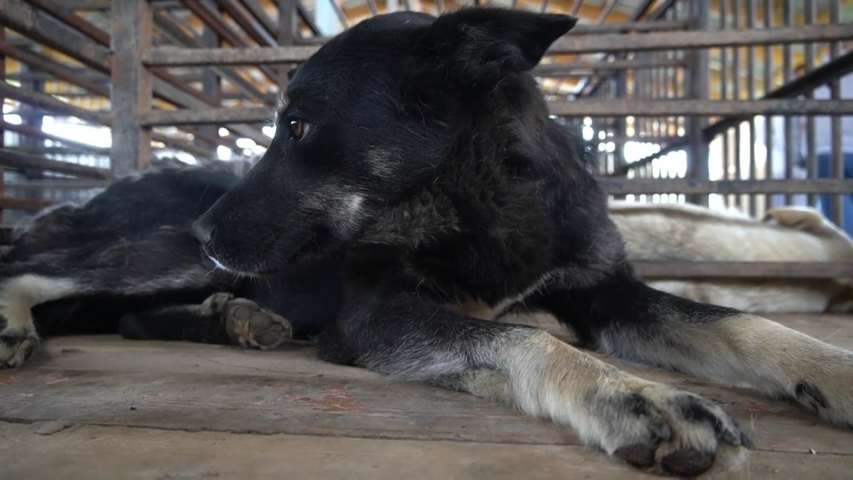 Стерилизация и чипирование: зоозащитники предложили гуманные методы борьбы с бродячими собаками