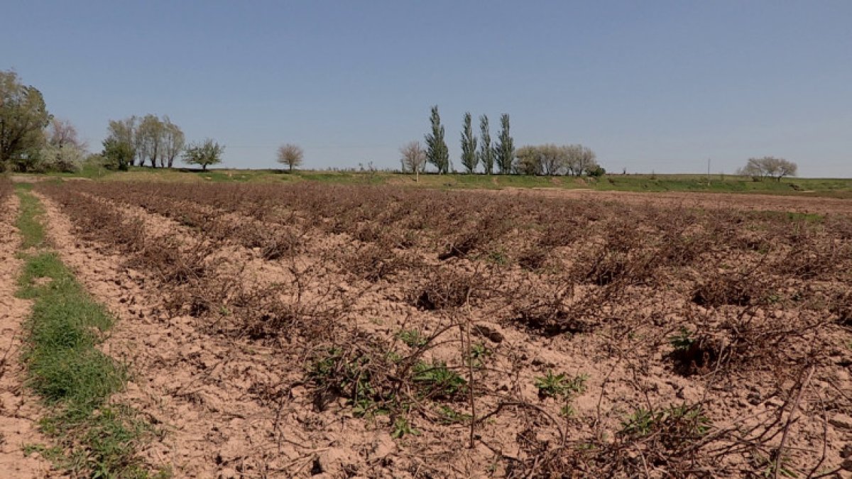 Түркістан облысында картоп алқабы үсіп кетті