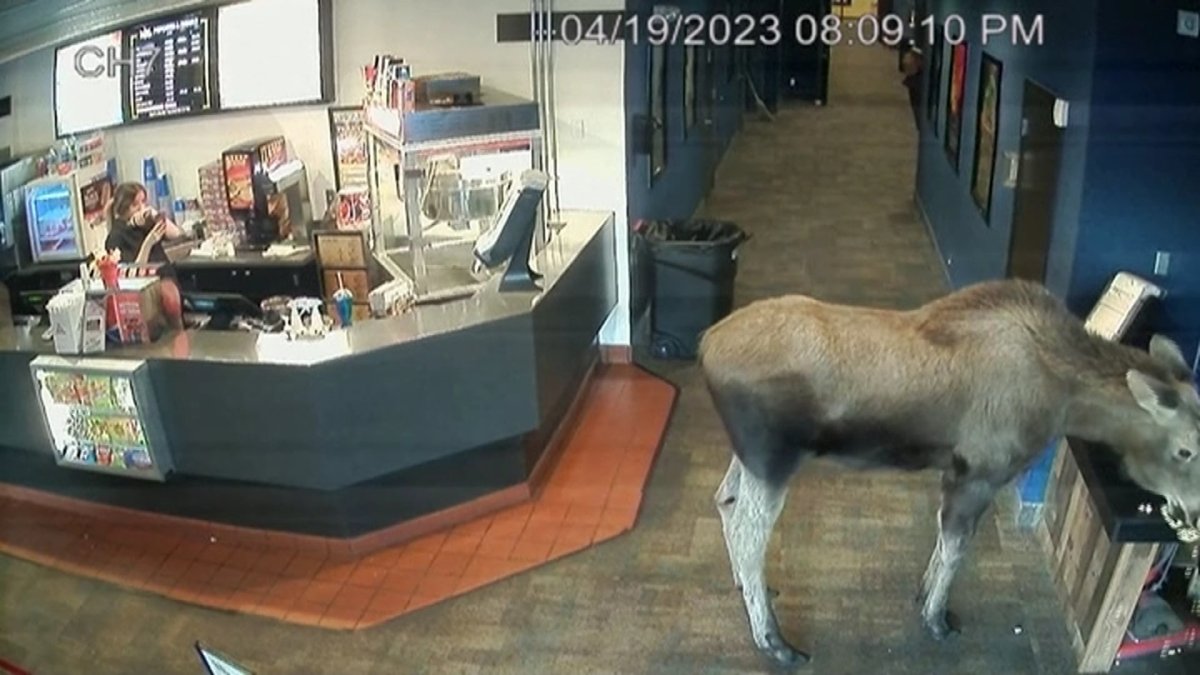 Лось забрёл в один из кинотеатров