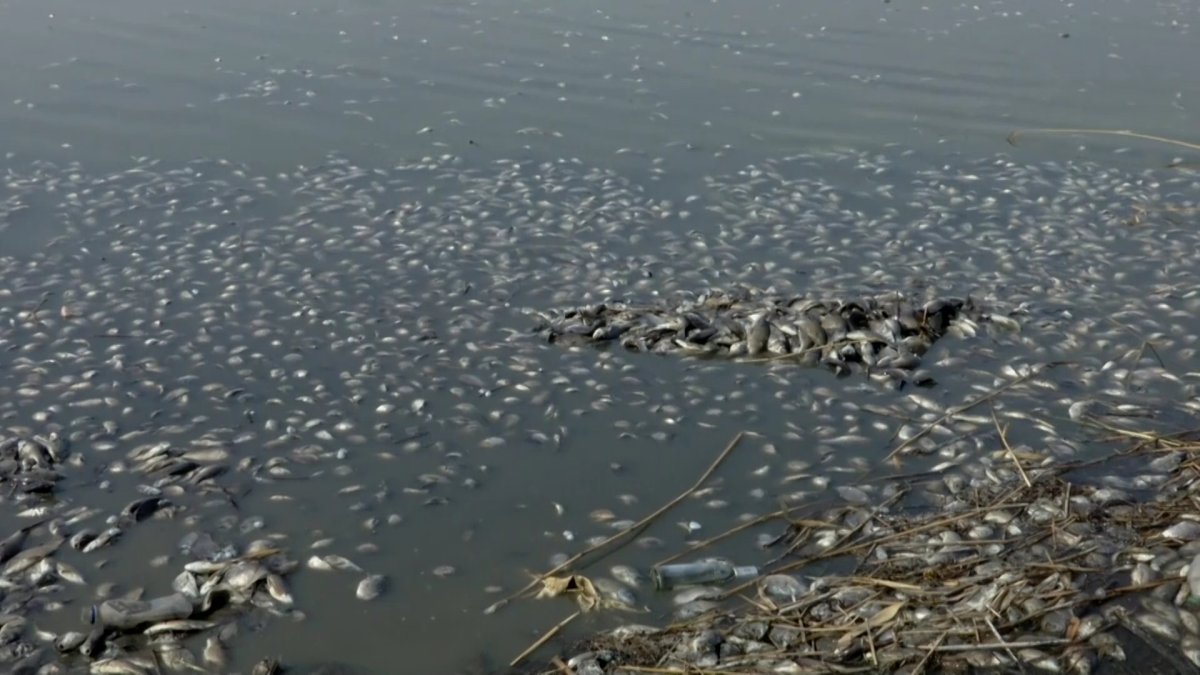 Қызылжардағы Тереңкөл көлінде бір центнерден астам балық қырылып қалды