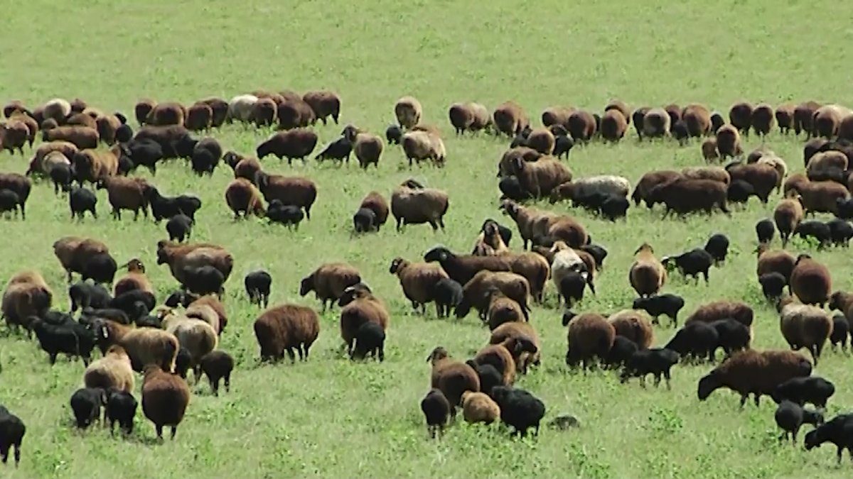 Қойды қолды қылғандар жазасыз қала ма?