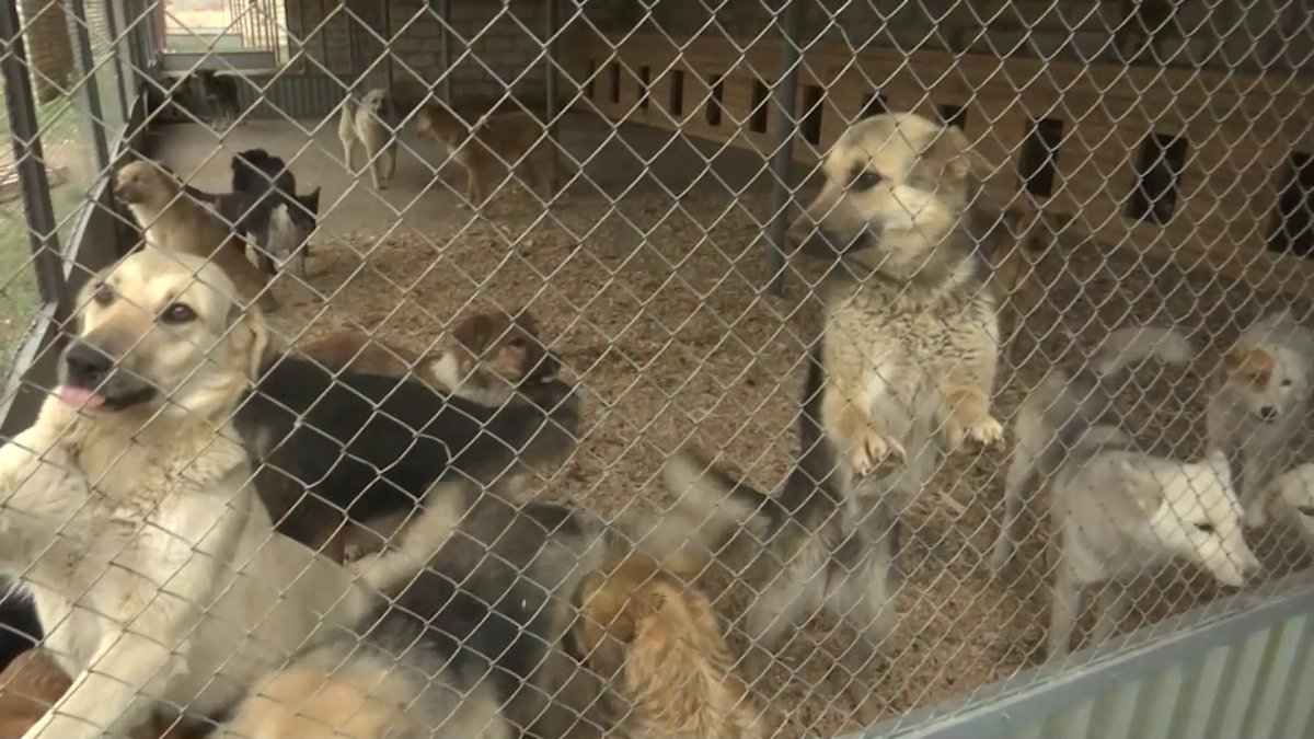 Ақтөбеде залалсыздандырылған иесіз иттер отадан кейін өлімше халге түскен