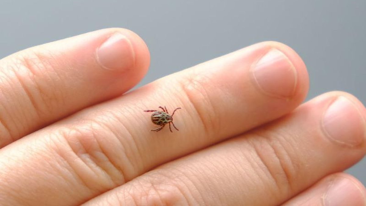 Алматыда кене шаққан адам саны өскен