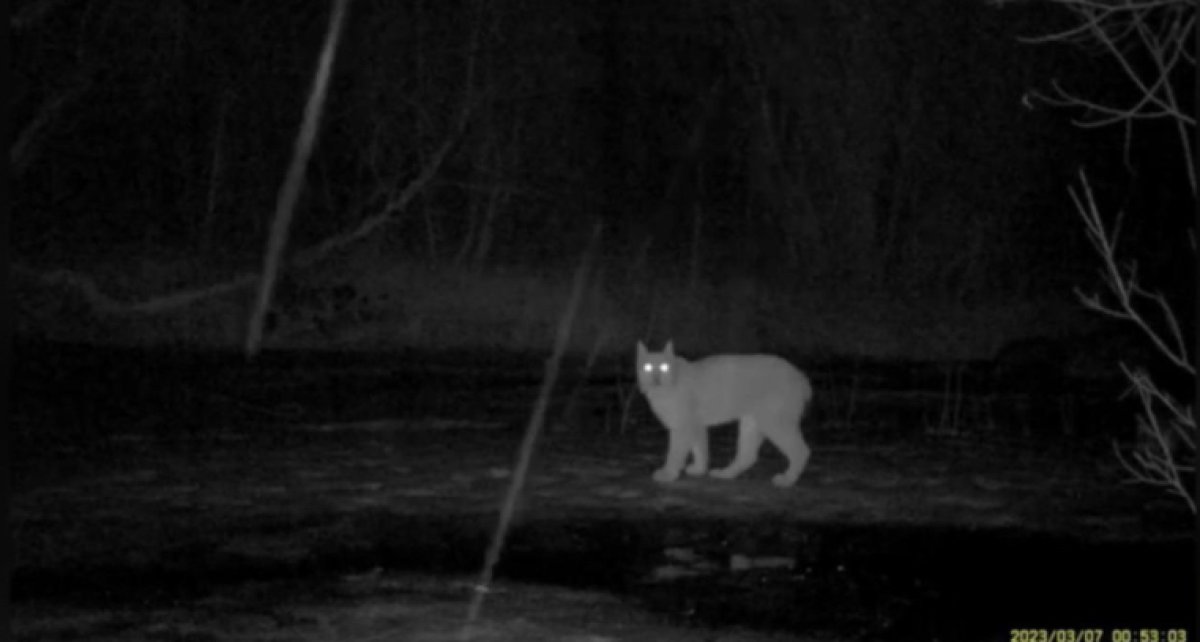 Туркестанская рысь попала в фотоловушку в области Жетысу