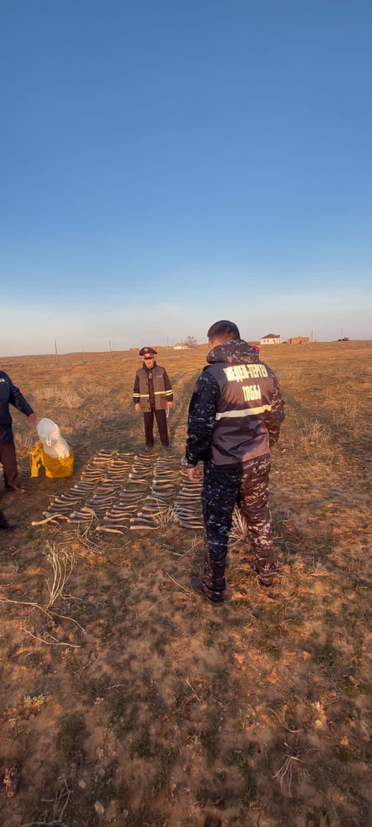 137 дана заңсыз киік мүйіздері тәркілен