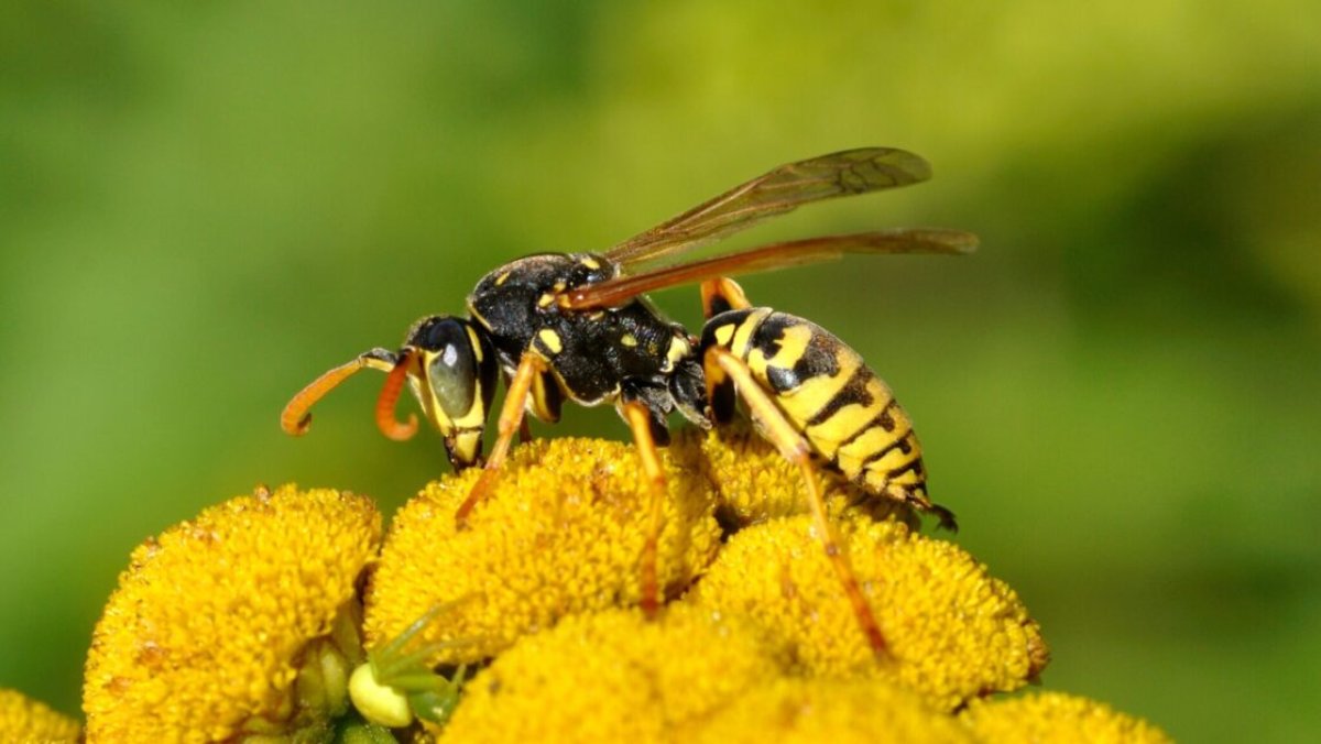 Ер адам ара шаққаннан кейін қайтыс болды