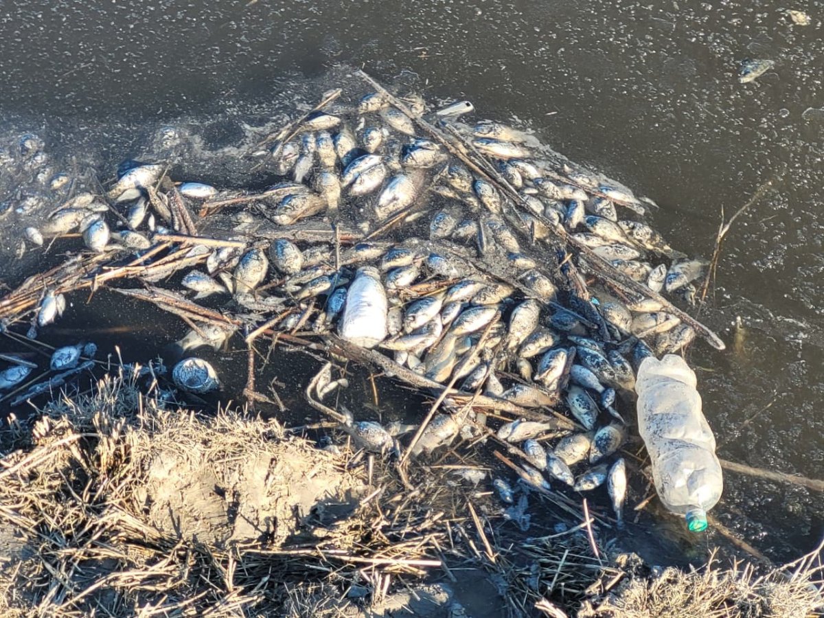 Почти полтонны рыбы гниёт на костанайских водоёмах