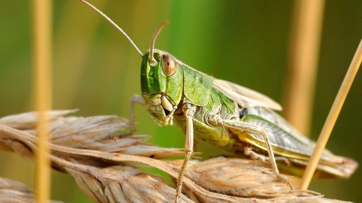 Түркістан облысында марокколық шегіртке қаптады
