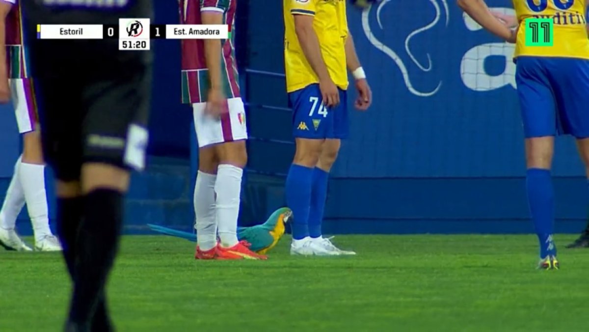 Гигантский попугай едва не сорвал футбольный матч