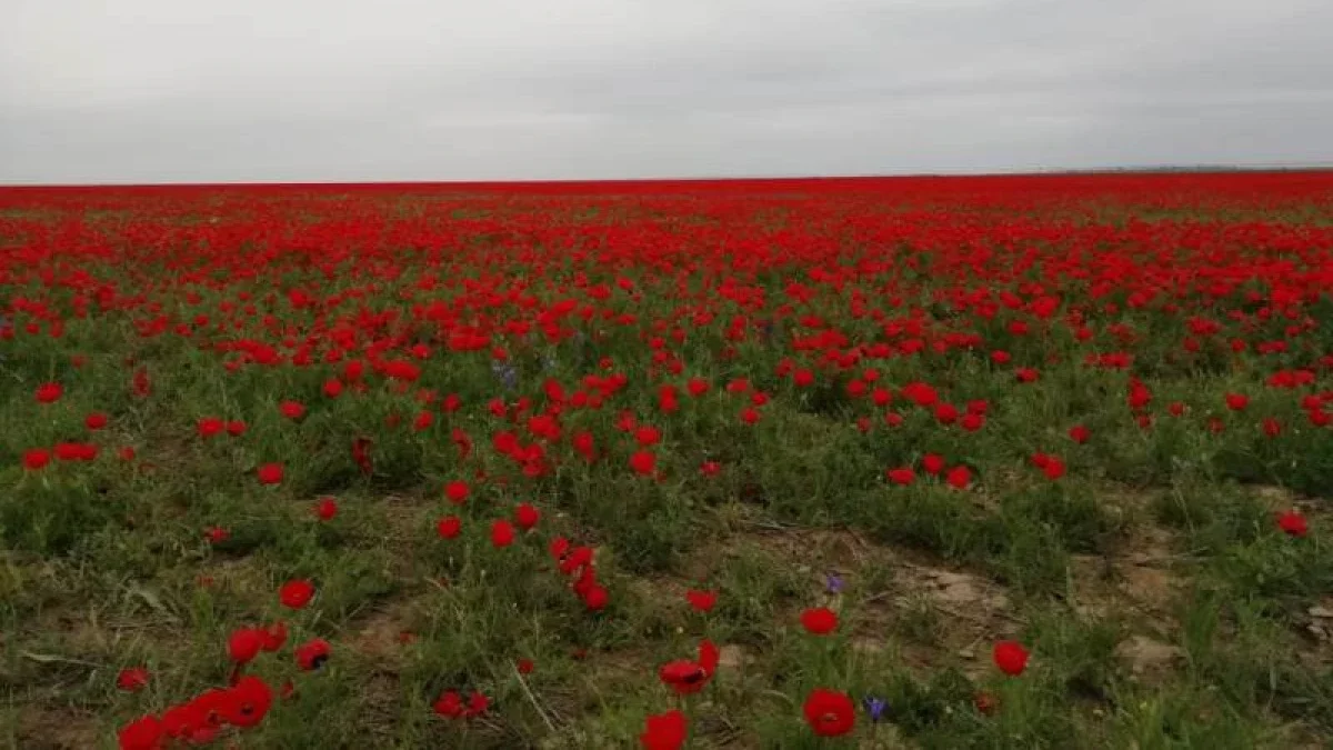 Қызғалдақ жұлғандарға 10 млн теңге айыппұл салынады