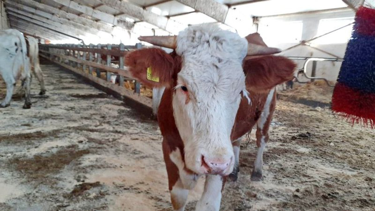 Ресейде сібір жарасы тіркелді