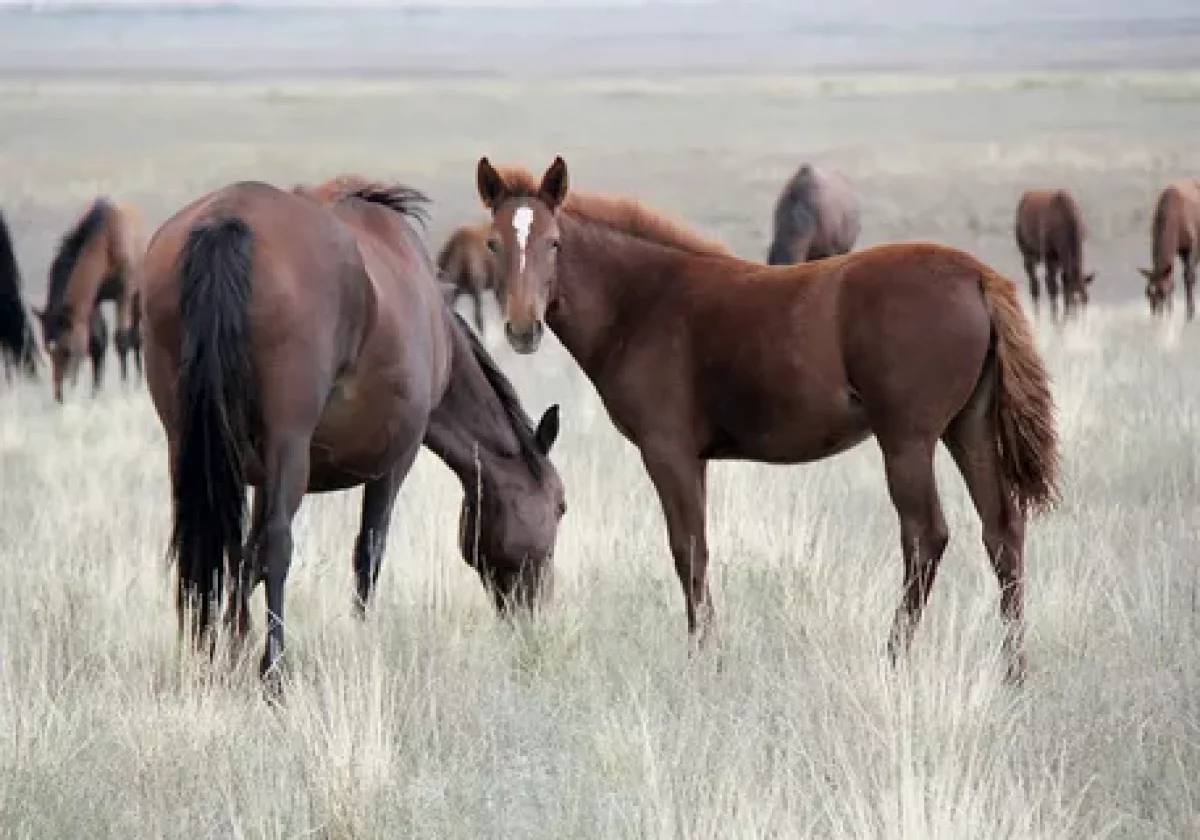 Қарағанды облысында бір ауылға карантин жарияланды