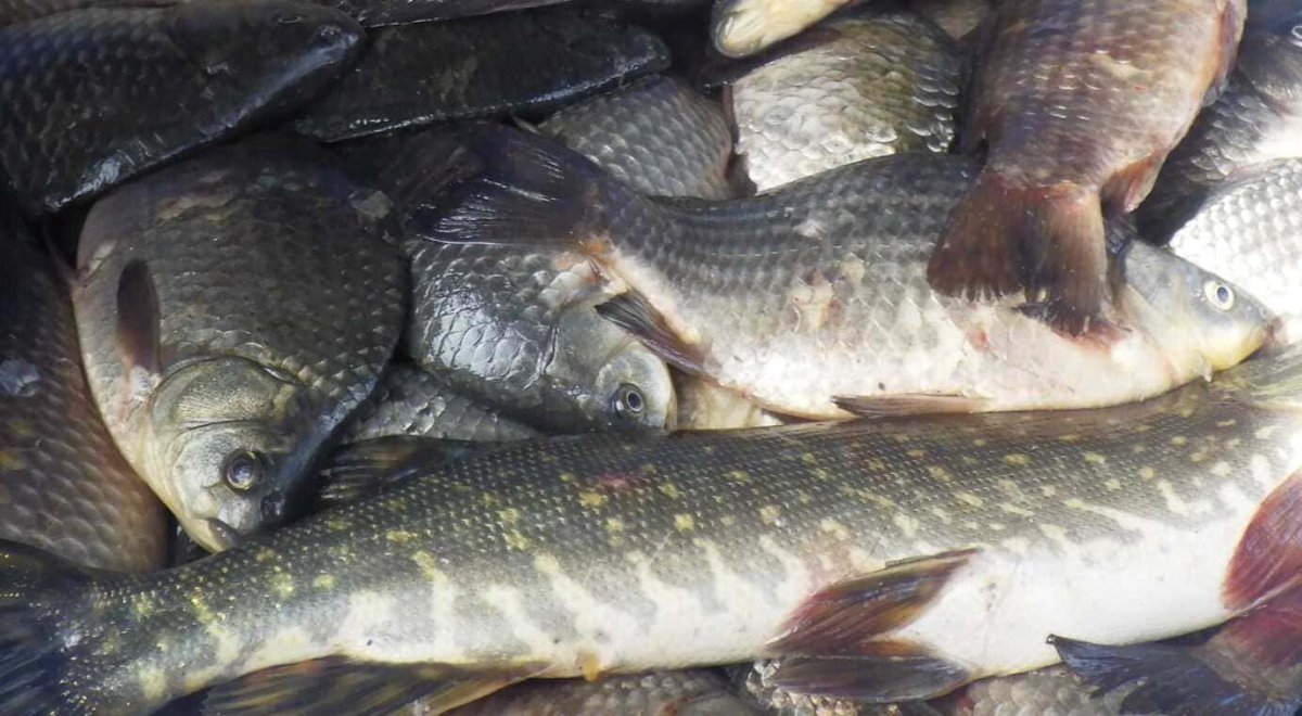 Тюремный срок грозит четырём рыбакам за сазана и щучек в ЗКО