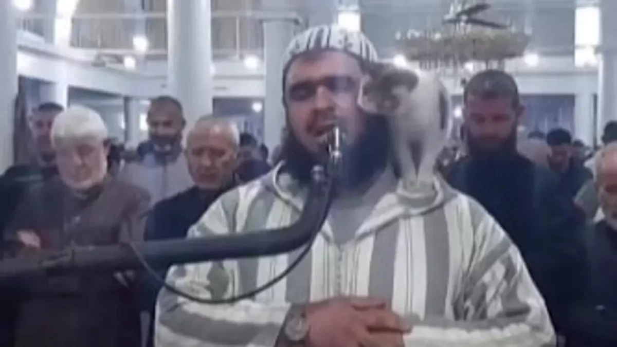 Тарауық намазын оқып тұрған шейхтің иығына мініп алған мысық көпті сүйсінтті