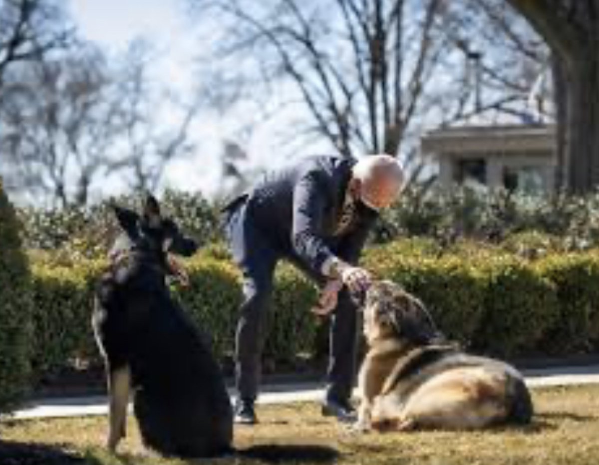 На овчарку Байдена подали в суд