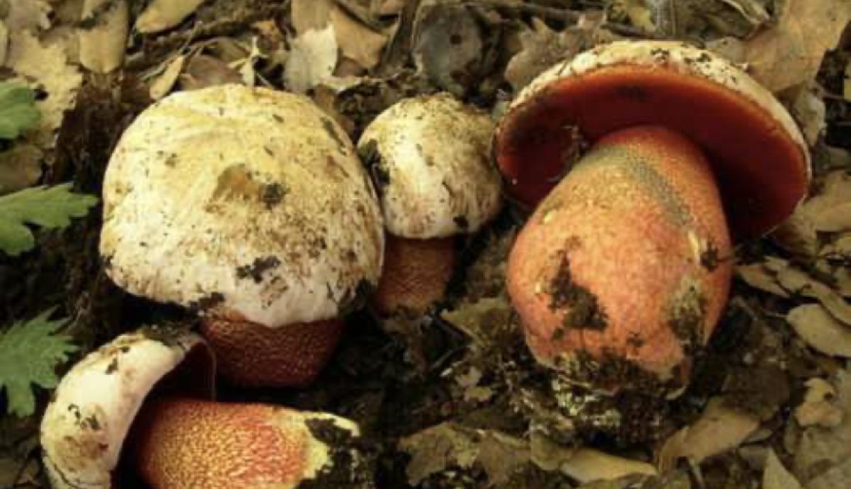 За сбор белых грибов россияне смогут угодить за решетку