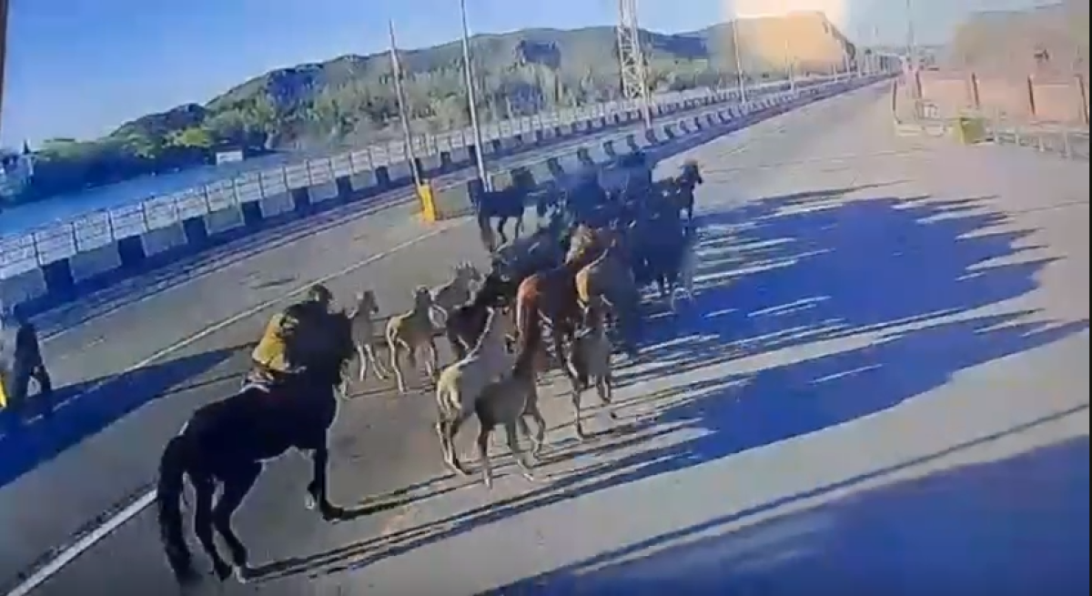 Табун лошадей на 22 миллиона тенге украли в Алматинской области