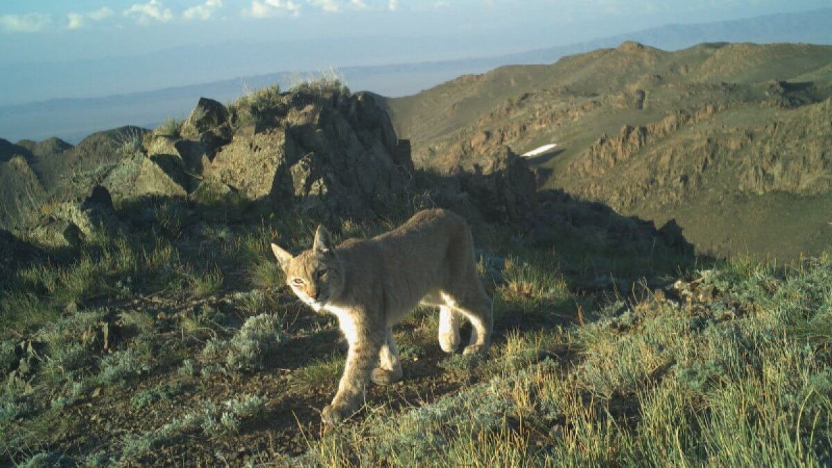 Рысь впервые за два года попала в фотоловушку в горах Алматинской области