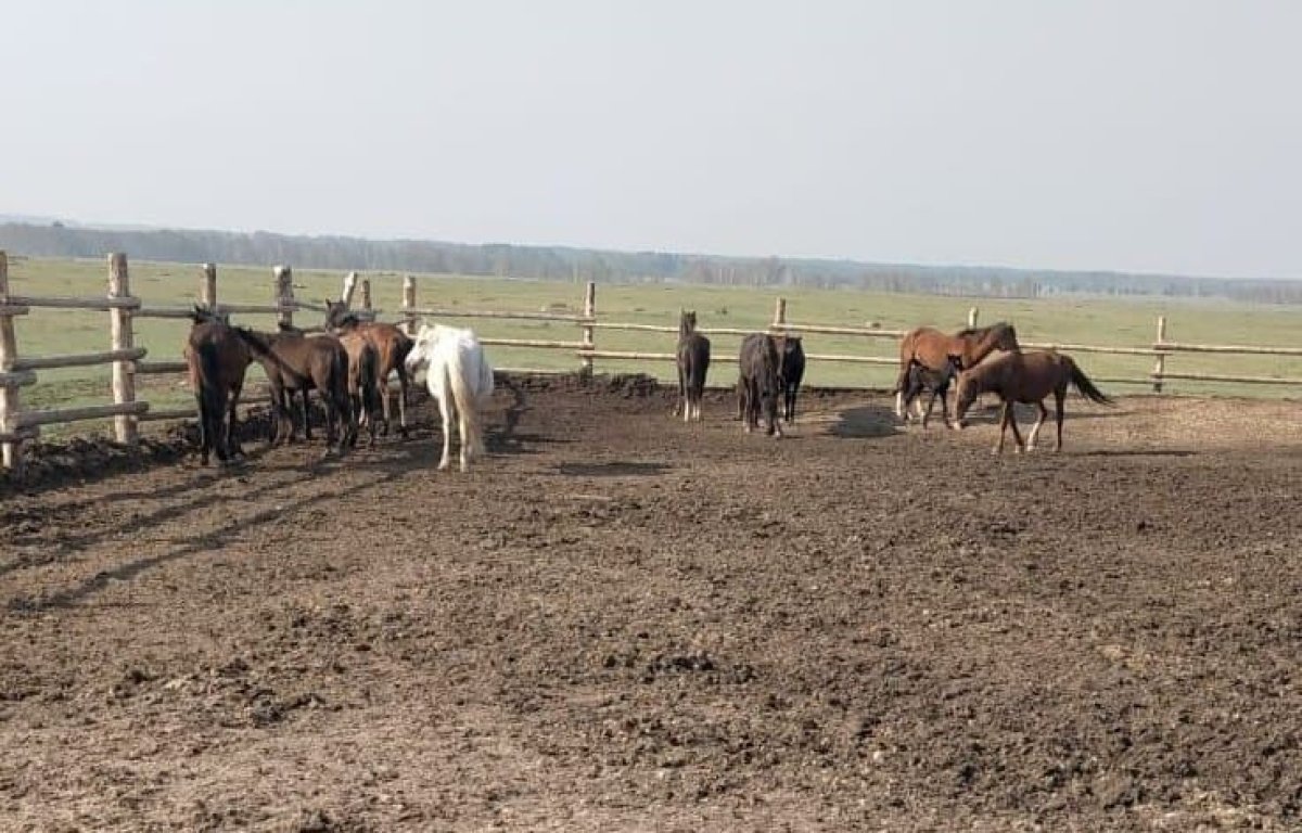 Табун лошадей заставил понервничать акмолинских полицейских и волонтёров