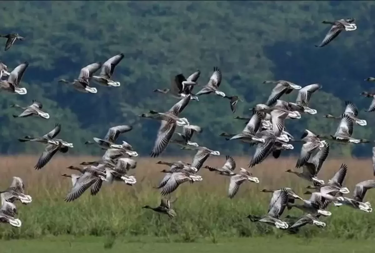 Жаһандық климаттың жылынуы құстардың ұшу бағыты мен мерзімін өзгертіп жатыр