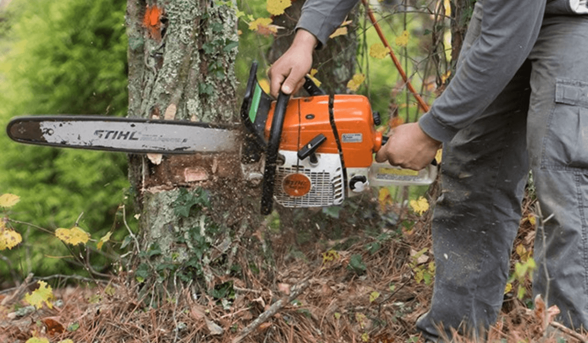 Ақтөбеде жайқалып тұрған 200-ден астам жасыл-желекті кескендер анықталды