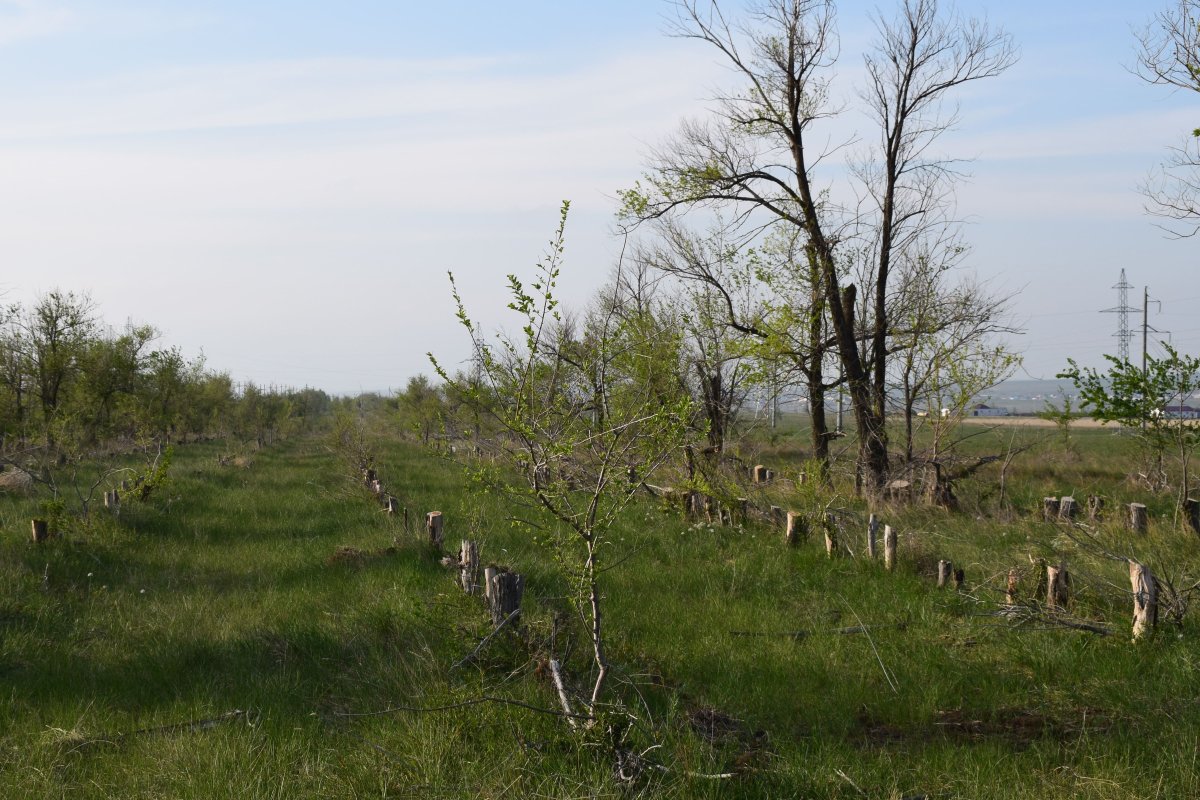 До трех лет тюрьмы грозит сотрудникам компании-подрядчика за вырубку деревьев в Актобе
